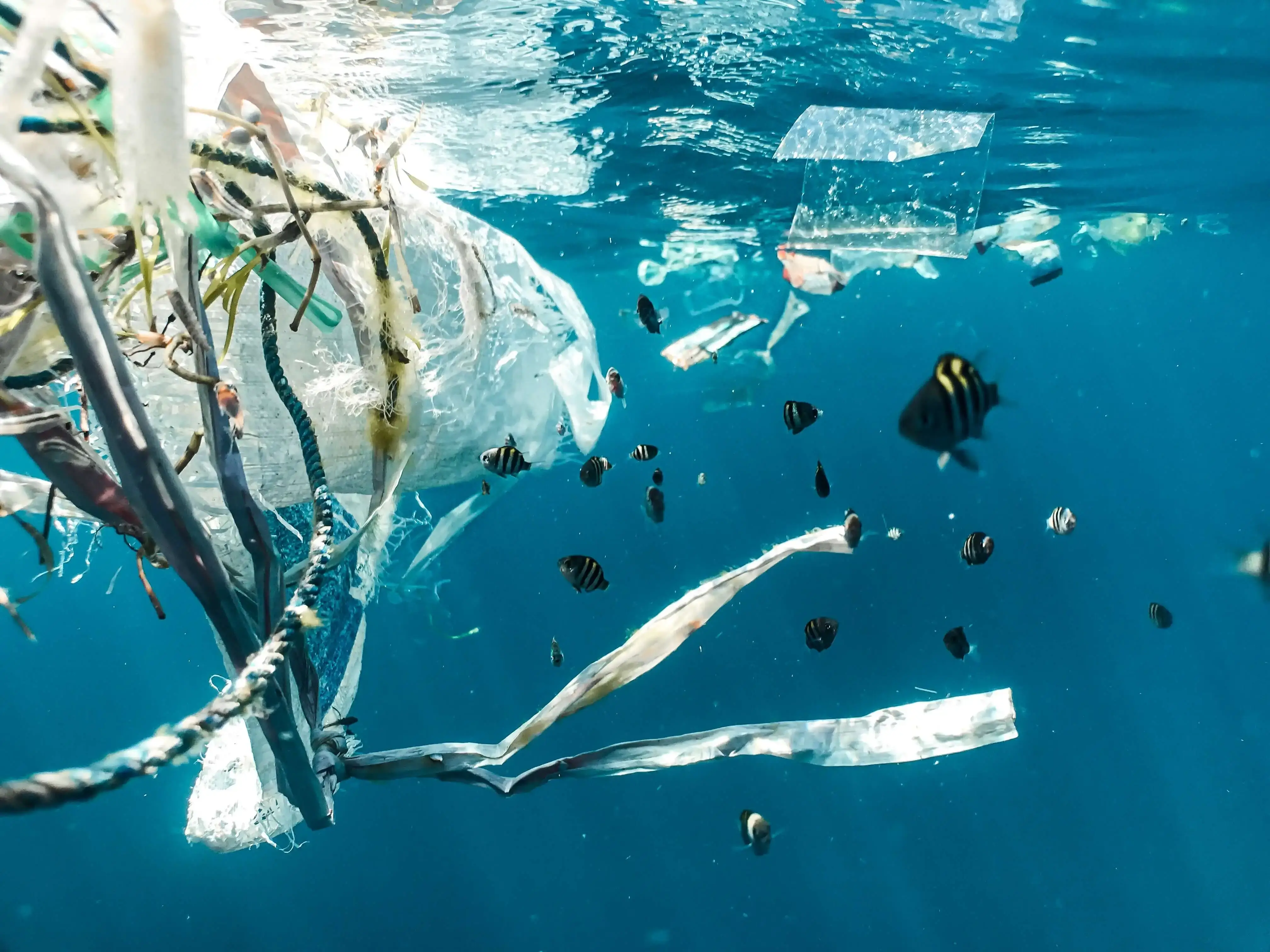 Fish swimming through rubbish dumped in the sea